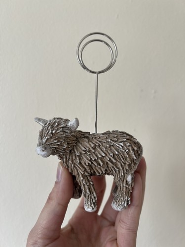 Next home highland - cow, photo