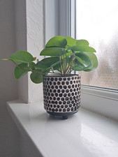 Next Home green Artificial