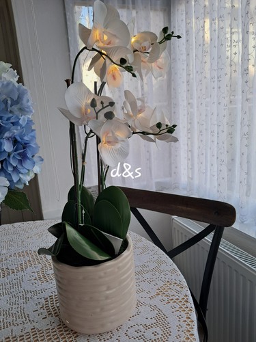 Next orchid flower display - next, in
